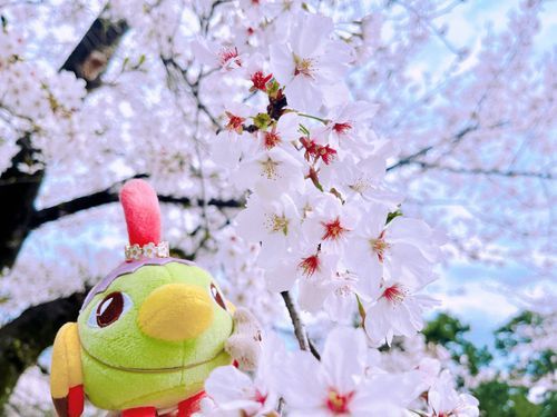 満開🌸