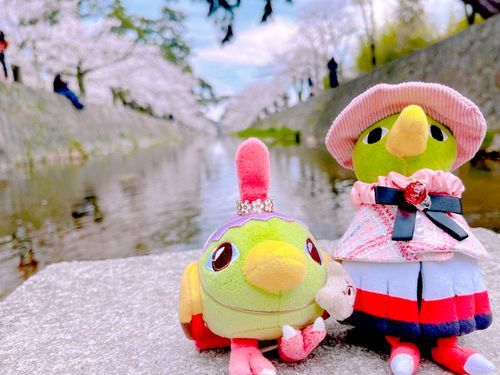 春の川と桜並木🌸🫧