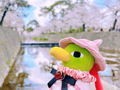 川面に桜が反射して綺麗でした