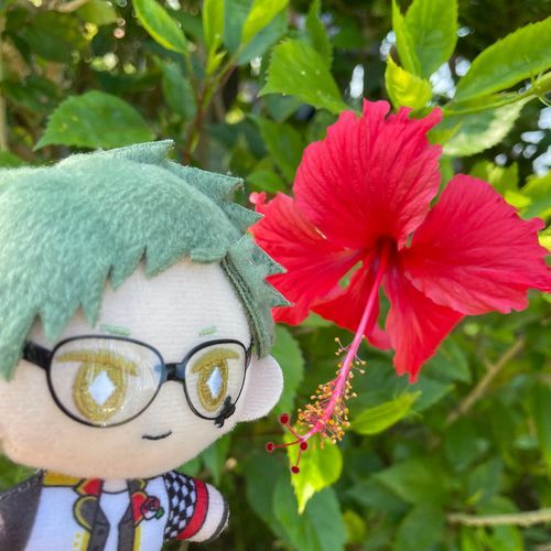 🌺沖縄🌺