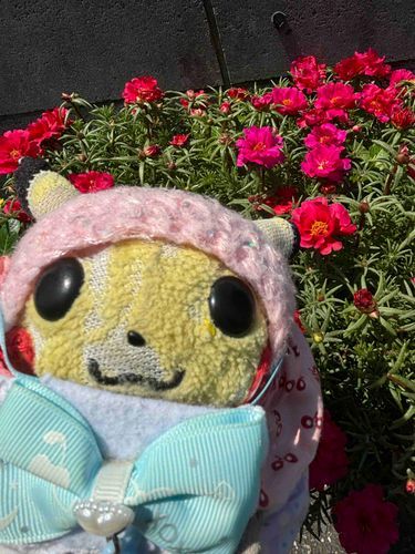 お花が綺麗だったので😊