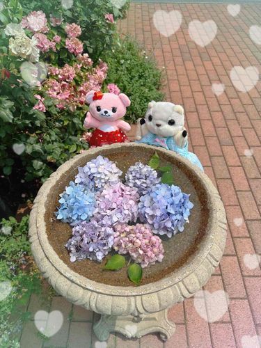 くまピーとお花を見に行ったよ！