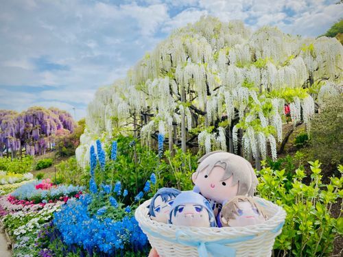 (あるじ：藤の花綺麗だったねえ☺️)