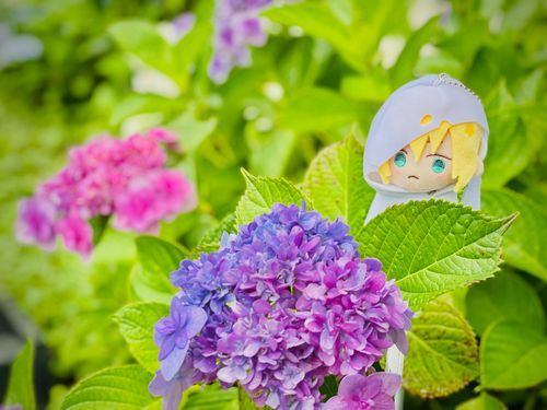 まんば：紫陽花だ
