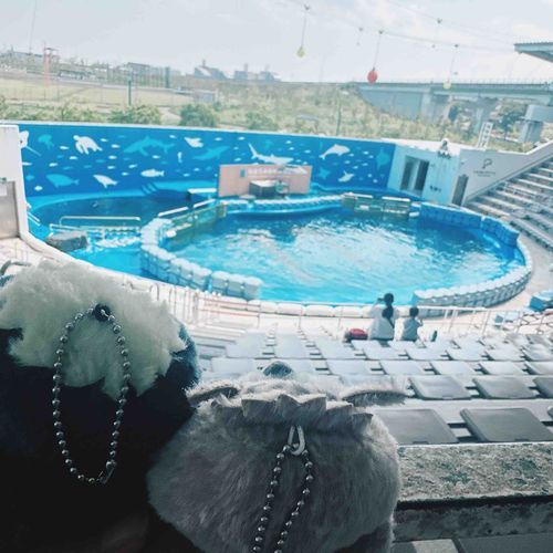 🐬の赤ちゃん生まれたばかりだからショーはお休みだって…