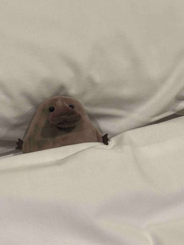 💤
