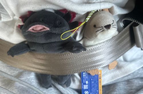 久しぶりにぽてまるとお出かけ連れてって貰ったよ！！！🚗³₃
外の景色好き(.    ̫   . )