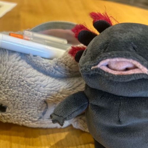 飼い主はテスト勉強頑張ってるよ！毎日忙しくて切羽詰まって昨日泣いちゃってたなぁぼくもテスト応援する‼️ꉂꉂ📣