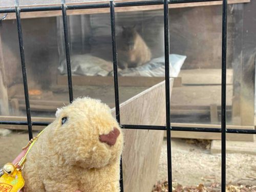 ちゃーい！
おまもり　もあたらしいのにしてもらった！