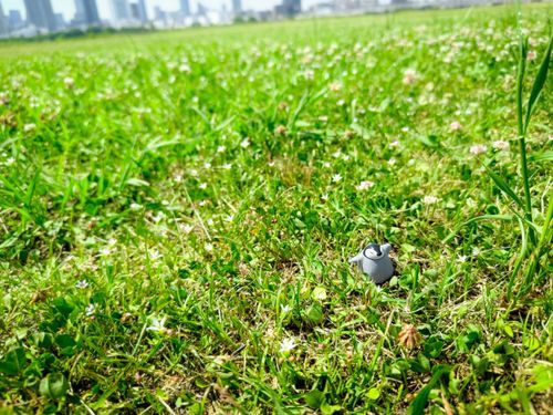 ぺんちゃん、今日は朝のお散歩につれてってもらた！
今週はきんよう日からいーちゃんとご旅行なの
暑いのに強くないとご病気になちゃうから、暑さになれておこうねって、一緒にお散歩してきた
ぺんちゃん、暑いのきらいなのにえらーい！

暑いけど風はきもちくて、お花もいぱい咲いてたよ！