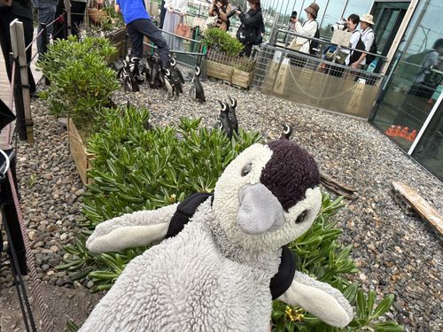 ぺんちゃん、ペンギンさんいぱい見てきたよー！
マゼランペンギンさんていうの
この時は「ごはんちょだーい！」て、みんな青くておっきいペンギンさんのところに、集まてたよ

青くておっきいペンギンさん、バケツにお魚いぱいもってた！
ぺんちゃんも たびたかったなぁ