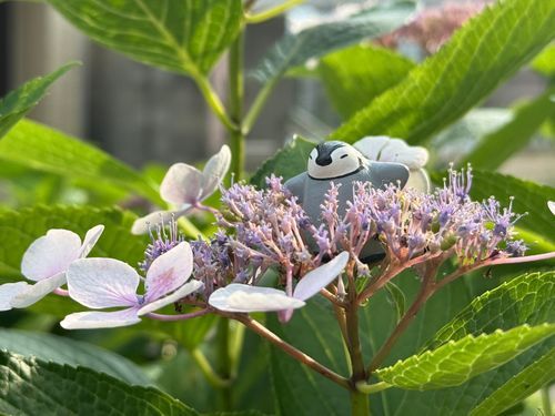 この間ね、いーちゃん鳥さん展とあじさいのところ行ったんだって！
ぺんちゃんにお写真だけみせてくるの！！
ぺんちゃんも行きたかたのに いーちゃんだけずるい！
ぺんちゃんプンてしてたら あじさい連れててくれたのー(*ˊᵕˋ*)ꕤ*.ﾟ
あおいろのとか むさらきいろのとか しろいろのとか あかいろみたいのとか
いぱい いーぱいさいてた！
きれいかったから、ぺんちゃん「わーい」てなったよ