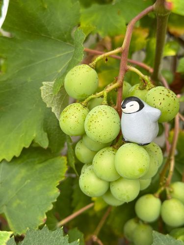 お散歩してたら ちちゃいブドウみつけたの！
おうちじゃなくて川の草ぼーぼーのとこ！
だれ育ててる？

たべれるのかなぁ
ぺんちゃん、ちちゃいすがたでたべたらいいかも！て思いついちゃった！