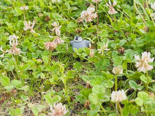 ぺんちゃん おきにいりのお花畑、元気なくなてきちゃった

さよーならー
春おわりでーす