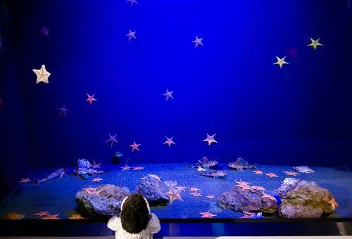 ぺんちゃん、ちょと夏バテしちゃたかもー

お星さまきらきらみたいな、水族館おすそわけするよ！