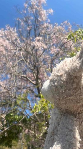 おはなをみにいったときのだよ！
これがサクラってゆうんだって！きれーい