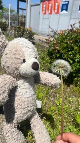 ひいちゃんは毎年この時期になると、わた毛をつんでにこにこしてるんだけど、
今日はなんとわたしにくれた！！
ひいちゃんありがとう♡