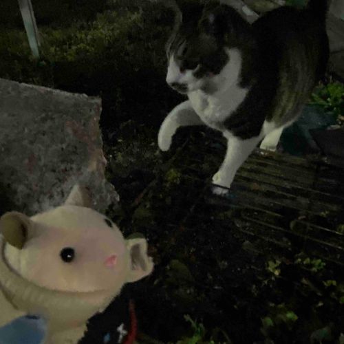 大好きなぬいぐるみさんがアカウントを削除してしまったこと、今更気づいた
最近見かけないかも?って思ってたけど、アカウント消えるなんて思いもしなかった
他のアカウントに転生してるかな？それともやめたのかな？
もっといっぱい投稿みたかったけど、ハムが知らないとこで幸せに暮らしていてくれたらそれでいいニャン