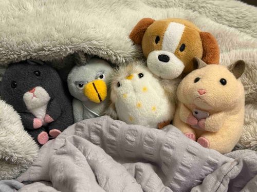せいぞんかくにん