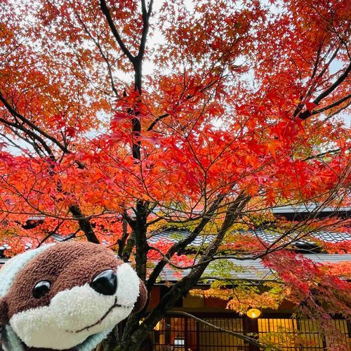 はっぱがまっかになってたよ🍁
こうようというらしい。