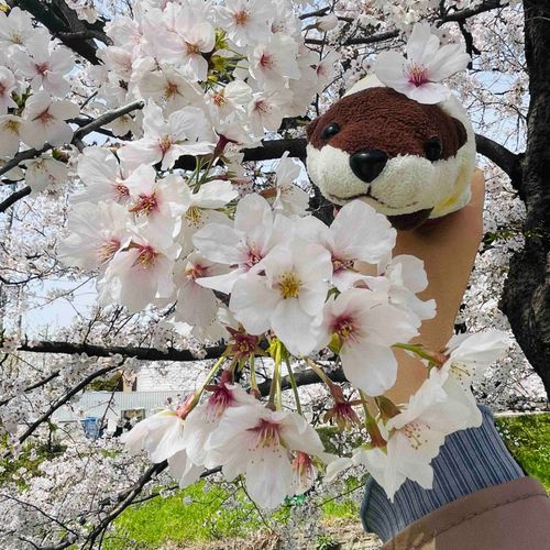 おはなをみにきたね
主人が落ちてたおはなをぼくにつけてきたね、まぁ可愛いから許すね