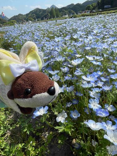 ごんちゃん旅行記
ねもふぃらをみてきたね
ぼくははなよりだんごだね