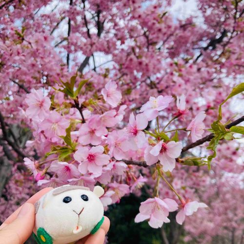 早い桜咲いてた