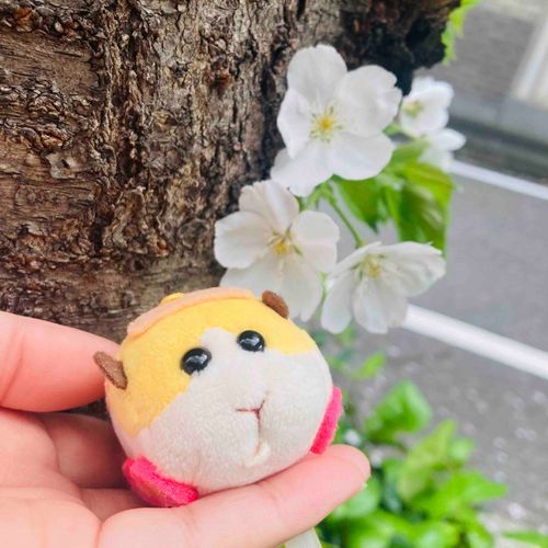 低めのさくら🌸もう葉っぱいっぱいだった