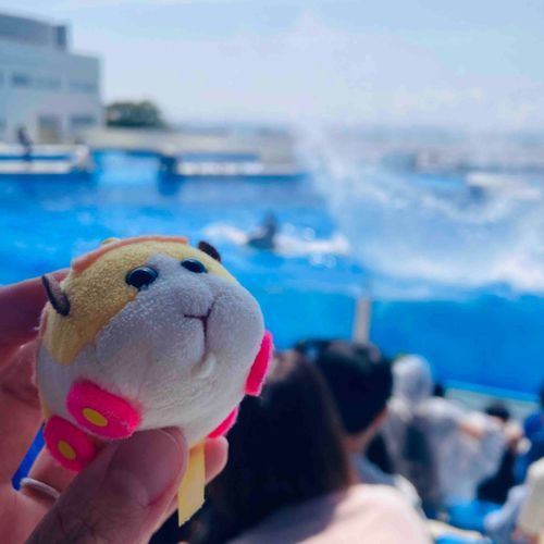 今日は須磨シーワールドに行ってきたよ〜！！シャチのパフォーマンスど迫力だった！！🫍