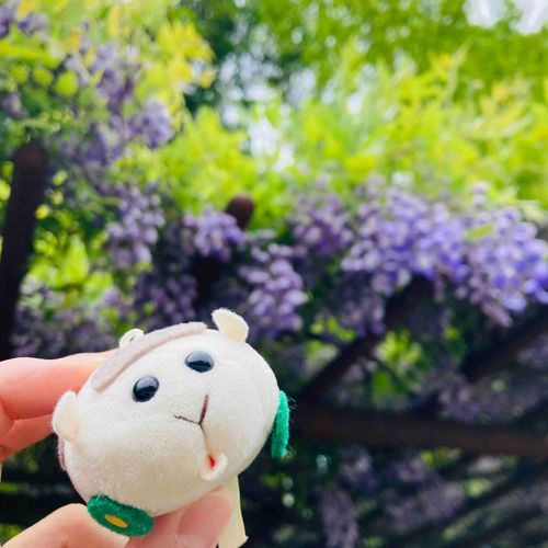お出かけしたら思いがけず藤棚に出会った〜🟣🌸🟣ラッキ〜