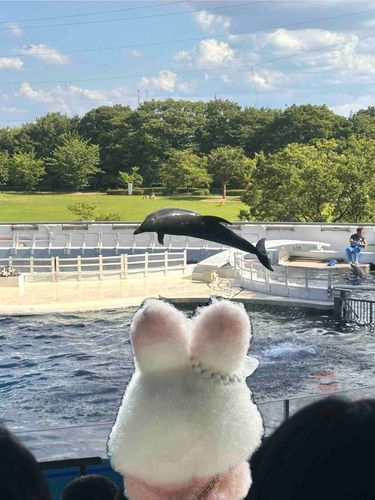 ココムー、これがイルカショーだよ！
ジャンプすごいね！