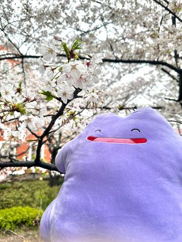 クレーンゲームで旦那が連れて帰って来てくれた！
ニコニコメタモンかわいい