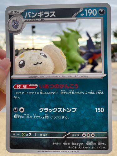 これは、カードのフレームに収まろうとしたらトレーナーに引っ張り出されそうになった写真です

正真正銘、私がバンギラスです‼️