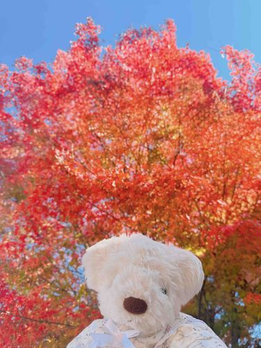 🍁実家の思い出くぅ🍁

青いお空と紅葉がとってもとってもキレイだったくぅ🫧