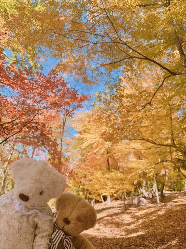 先月実家に帰った時の思い出のお写真くぅ🍁
この頃は、まだあたたかくて紅葉がとってもキレイだったくぅ✨