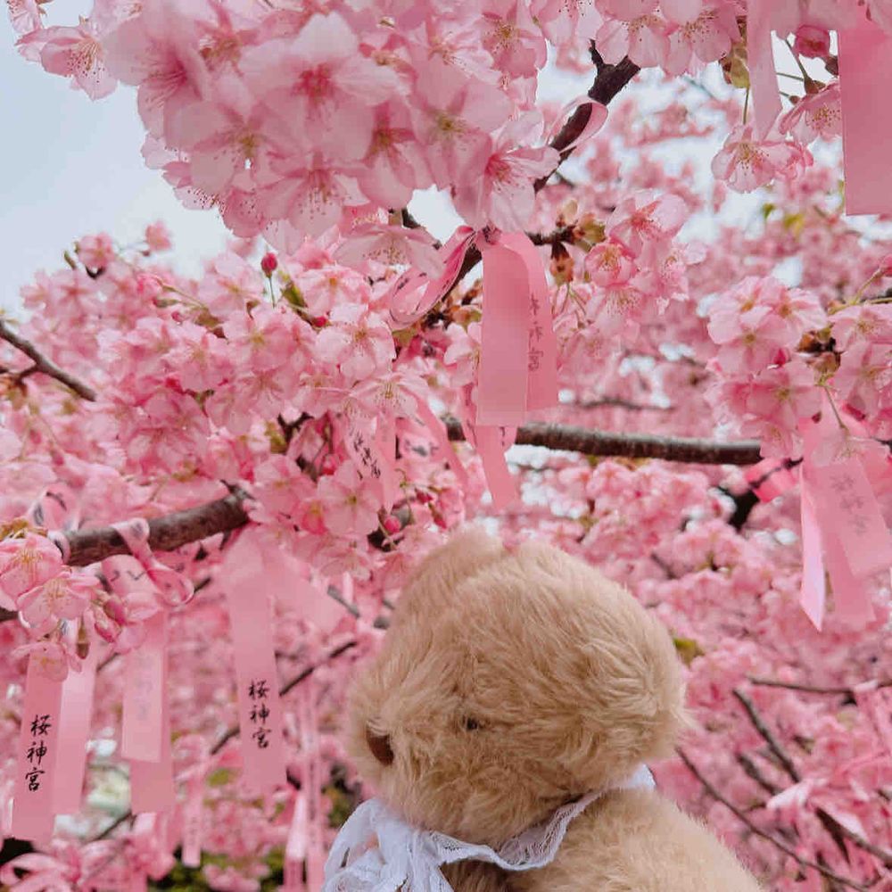 カワヅザクラみに行ったぽぉ🌸
なんと✨りすちゃんと同じ日にみにいってたぽぉ👀✨
いつかバッタリ会えそうぽぉ🌸わくわく✨

4枚目は去年のくーちゃんのお写真ぽぉ🥺
早く病院から帰ってきてぽぉぉぉ｡ﾟ(ﾟ´ω`ﾟ)ﾟ｡

みんなの投稿みてるぽぉ✨
なかなかコメントできなくてごめんねぽぉ🥺