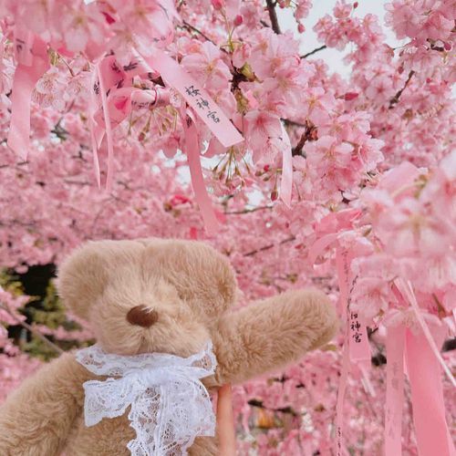 カワヅザクラみに行ったぽぉ🌸
なんと✨りすちゃんと同じ日にみにいってたぽぉ👀✨
いつかバッタリ会えそうぽぉ🌸わくわく✨

4枚目は去年のくーちゃんのお写真ぽぉ🥺
早く病院から帰ってきてぽぉぉぉ｡ﾟ(ﾟ´ω`ﾟ)ﾟ｡

みんなの投稿みてるぽぉ✨
なかなかコメントできなくてごめんねぽぉ🥺