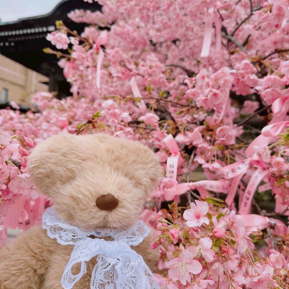 カワヅザクラみに行ったぽぉ🌸
なんと✨りすちゃんと同じ日にみにいってたぽぉ👀✨
いつかバッタリ会えそうぽぉ🌸わくわく✨

4枚目は去年のくーちゃんのお写真ぽぉ🥺
早く病院から帰ってきてぽぉぉぉ｡ﾟ(ﾟ´ω`ﾟ)ﾟ｡

みんなの投稿みてるぽぉ✨
なかなかコメントできなくてごめんねぽぉ🥺