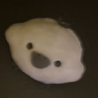 シロイトリ