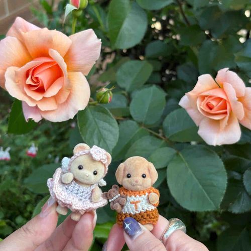 ばら！きれいー✨