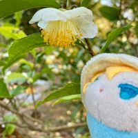 こもちんば