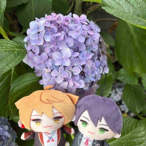 アジサイだ〜!!✨
