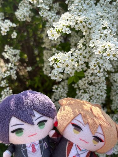 ユキヤナギってお花みたい！🌱
