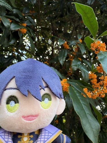 今年も金木犀、咲いたね！！

ここの地域では、例年より1ヶ月くらい早く咲いたんだよ！！
良い香り〜😌