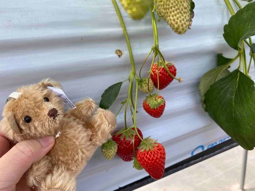 いちごがりをしました！あまくておいしかったです🍓