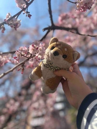 花粉がひどいわんっ