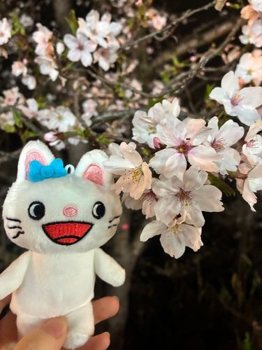 🌸