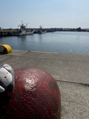 漁港の朝市に行ったので海を見せました
海の向こうに想いを馳せてそうだね