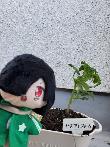 トマト育てるでござる！