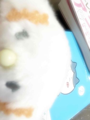 おせわにんのおねえさん ちいかわ がすきになったらしいみゅん📖´-

みゅんも気になるみゅ…ん

ちいかわちゃんとおともだちになりたいみゅん…！